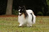 EPAGNEUL PAPILLON 051